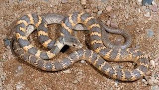 أفعى رقطاء - أرشيفية