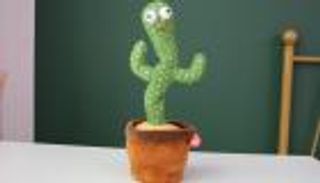 لماذا يبحث المصريون عن "الصبارة الراقصة"؟.. السر في التسويق