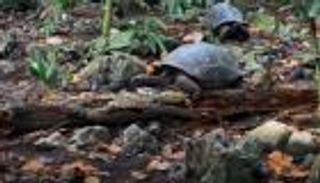 فيديو مرعب.. سلحفاة تتحدى طبيعتها وتأكل طائرا في 7 دقائق