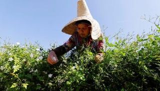 للياسمين في جراس رائحة مميزة، وأصبحت المنطقة مقرا للزهور في القرن الـ17
