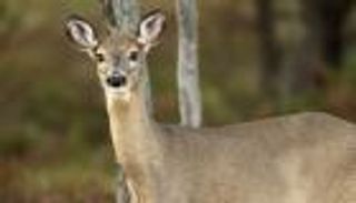 كورونا لا يرحم الغزال.. أول إصابة في العالم