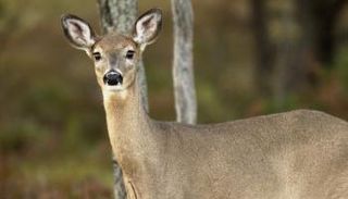 الغزال ينضم لقائمة الحيوانات المصابة بفيروس كورونا