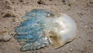 قنديل البحر - أرشيفية