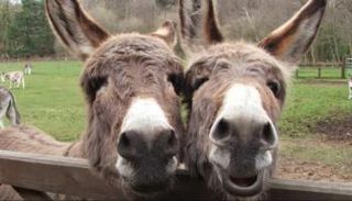 أزمة الوقود تعيد الاعتبار لـ 