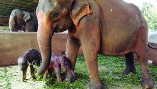 ولادة نادرة لفيلين توأم في سريلانكا