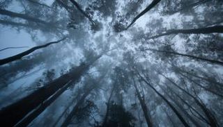 أشجار في العالم معرضة للانقراض