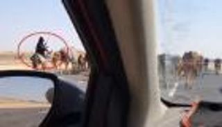 فيديو "راعية البقر" يحبس أنفاس المصريين على السوشيال ميديا