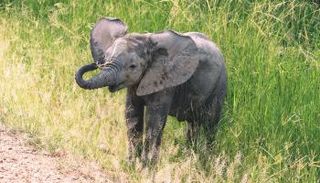 إنقاذ فيل صغير في الصين