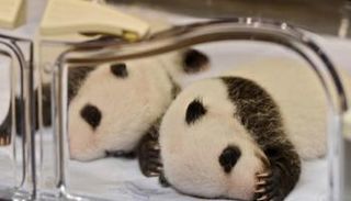 توأم باندا- أرشيفية