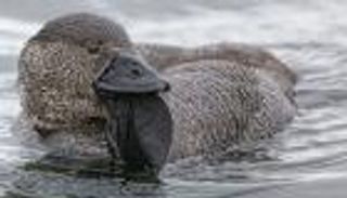 فيديو.. نوع من البط يقلد أصوات البشر في السباب أيضا