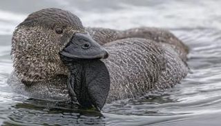 نوع من البط ينافس الببغاوات في تقليد أصوات البشر