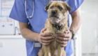 طبيب مصري يأمر ممرضا بـ"السجود لكلب".. 4 دقائق صادمة