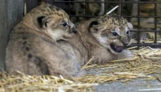 ولادة شبلين في حديقة حيوان بفرنسا