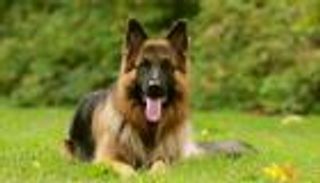 النائب العام المصري يصدر أمراً بشأن فيديو "السجود إلى كلب"