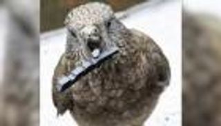"الببغاء الذكي".. استخدم الحصى للتكيّف مع إعاقته