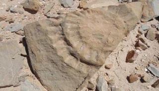 جانب من بقايا الديناصور التي تم العثور عليها