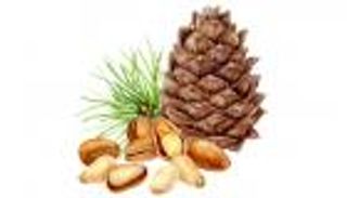 إنفوجراف.. "الصنوبر" كنز من الفوائد الصحية