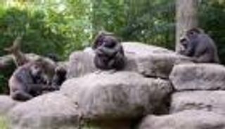 إصابة بعض غوريلات حديقة حيوان أتلانتا بكورونا