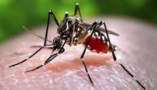 فيروس حمى الضنك ينقله البعوض- أرشيفية