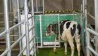 أبقار تستخدم المرحاض.. عالم ألماني يكشف التفاصيل لـ"العين الإخبارية"