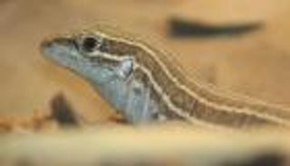 إحباط تهريب 200 سحلية من ذوات "الذيل المدرع" إلى مصر