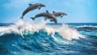 "مجزرة دلافين" في جزر فارو.. قتل 1400 في مشهد دراماتيكي