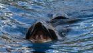 "سفاح المحيط" يبكي.. حوت أوركا يستغيث (فيديو)