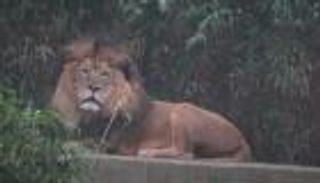 كورونا يتوغل في حديقة حيوانات واشنطن.. إصابة 6 أسود و3 نمور