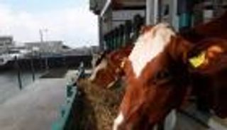 أبقار ترعى في سفينة سياحية وتتغذى على عشب ملعب فينورد.. ما السر؟