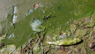 التكاثر الميكروبي السام يؤدي إلى موت الأسماك