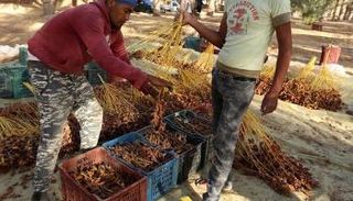 مزرعة للتمور في تونس - رويتزر