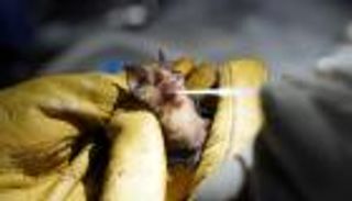 خفافيش كمبوديا.. سلاح جديد لفهم جائحة كورونا