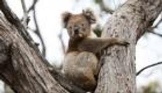 أستراليا تفقد ثلث حيوانات الكوالا خلال 3 سنوات.. الأرقام لا تكذب