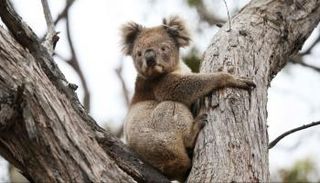  حيوان الكوالا - أرشيفية