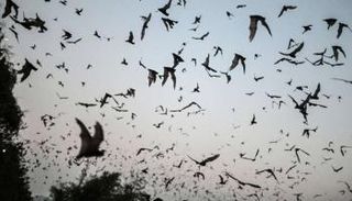 الخفاش يمكن أن يكون مصدرا لوباء قادم 