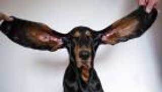 بالصور.. كلب يدخل موسوعة "جينيس" بأطول أذنين في العالم