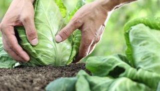 كرنب - صورة أرشيفية