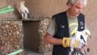 إنقاذ 3 طيور رخمة مصرية في لبنان.. تحلق لمسافة 5000 كيلومتر