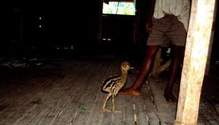 فراخ كاسواري لا تزال سلعة يتم تداولها بغينيا الجديدة