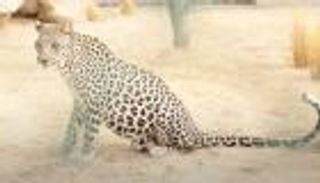 فيديو: ولادة نمر عربي نادر في السعودية.. أمل للأنواع المهددة بالانقراض