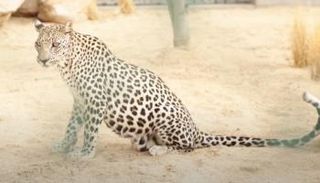 السعودية تشهد ولادة نمر عربي نادر