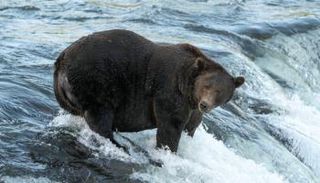 ألاسكا تحتفي بالدببة البنية