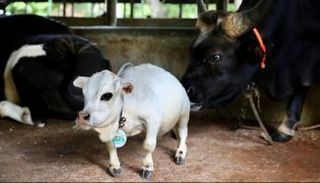 البقرة القزمة راني