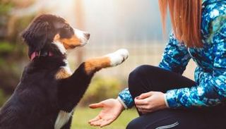 تربية الكلاب داخل المنزل