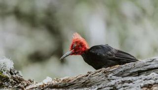 نقار الخشب ذو المنقار العاجي من أبرز الطيور في القارة الأمريكية