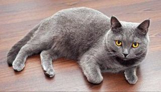 قط آلي يعضّ طرف إصبع المستخدم بطريقة طفولية