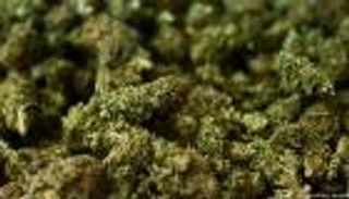 "مزرعة ماريجوانا" بسبها.. الجيش الليبي يداهم أوكار المخدرات