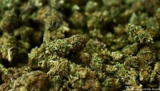 مخدر الماريجوانا 