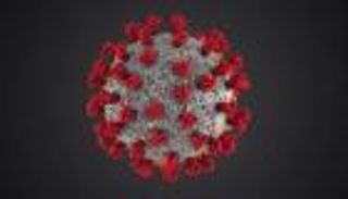 دراسة تكتشف إصابة متكررة لهذا الحيوان بكورونا