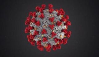   الأيائل بيضاء الذيل معرضة بشدة للإصابة بفيروس كورونا